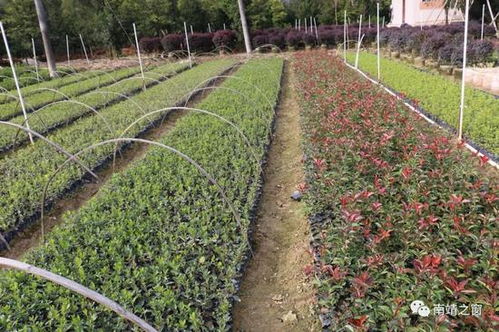 坂场村的致富之路