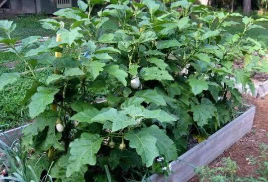 茄子：夏日里的小清新