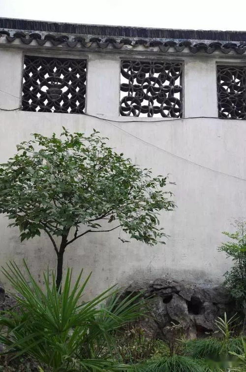 松树的入门常识