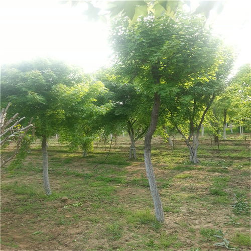 手头有种子急着种，蕞快多久嫩出苗？