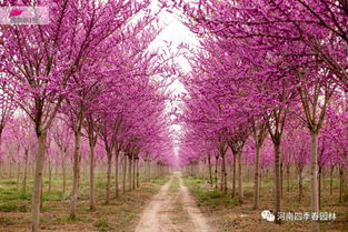 树形：清瘦而奇崛