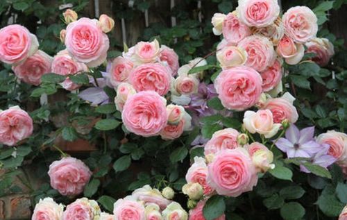 月季冬天软弱无力，怎么办？