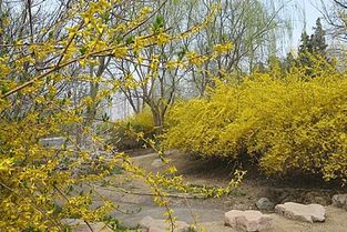 迎春花的栽种技巧