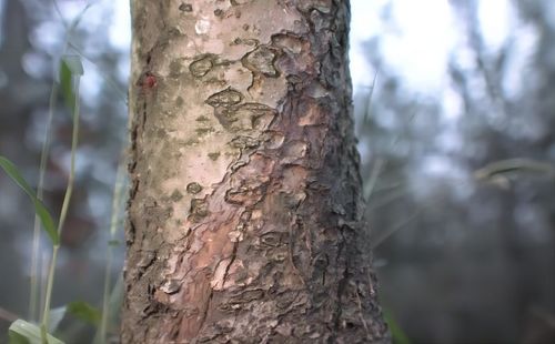 每亩地用多少克Zui合适