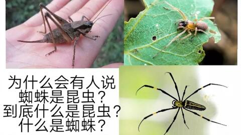 揭秘稻田蜘蛛的生态平衡：如何和谐共生防治害虫