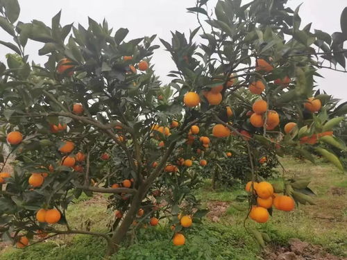 不同果树喷药季节