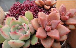 小心那些便宜货