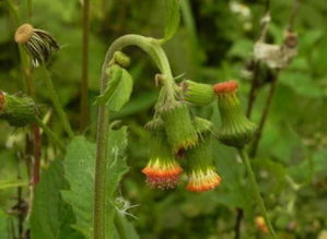 高速公路旁的野草为何长得相似？揭秘神秘现象！