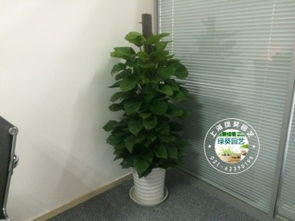 北京花卉送货门服务， 家门口的绿色天堂