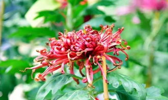 风中的舞蹈，蒲公英的飞翔