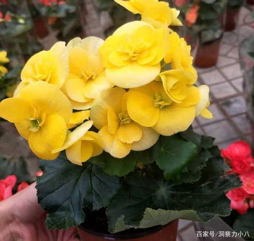 比价三堪原则，聪明购种