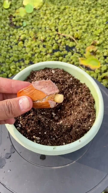 盆栽榴莲，如何在家成功种植