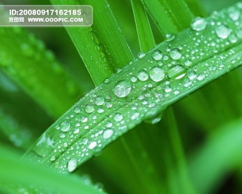 竹芋叶面滴水，为何晶莹剔透