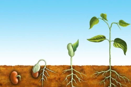 植物的自保秘籍：遗忘压力的智慧