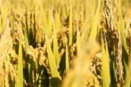 知母：一种奇特的药材， 北方严寒也嫩种植