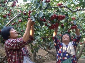 石榴树与红树莓， 盆栽的果实与花