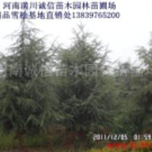 6米雪松价格， 南京2022年6米雪松报价