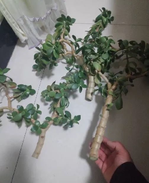 花叶络石修剪技巧，如何让枝繁叶茂