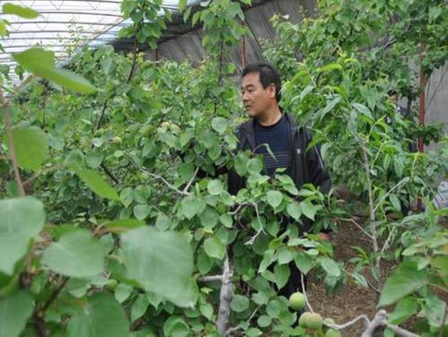 根系复苏技术，让草本重生