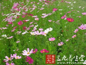 春季花卉苗木修剪：不同类别花卉的区别对待