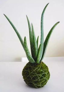 第三步：扦插，就像插秧一样