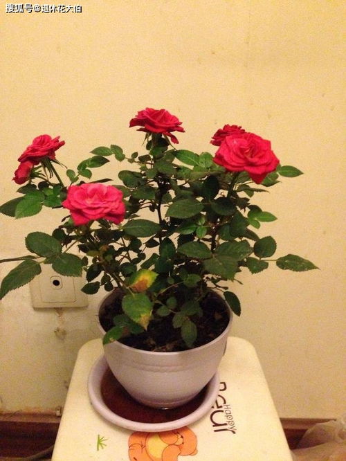 二、 橘子皮：酸酸甜甜的肥料