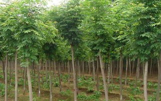 2020年雪松价格一览