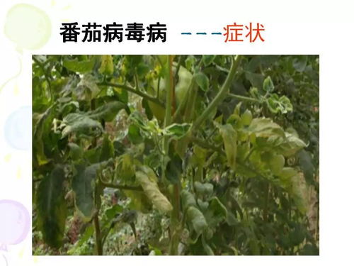 阿维毒死蜱的奥秘：它对西红柿苗和茄子苗的神奇作用？