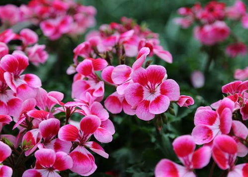 草本花卉推荐：适合新手养的花