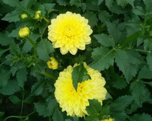 秋天开的花儿真多，数不过来