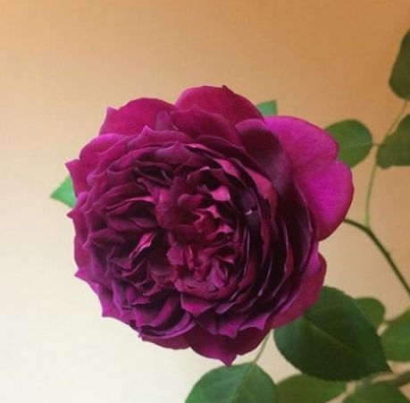 1、 蜂蜜焦糖月季