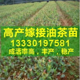 茶油网揭秘：油茶苗造林技巧、最佳种植时机与高成活率秘诀