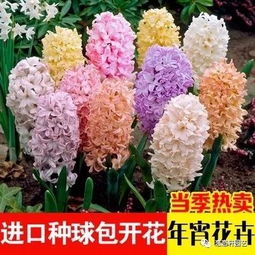 八大黄金品种，早春C位非你莫属