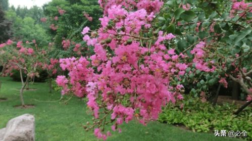 七、 蛇莓：红色果实野趣盎然