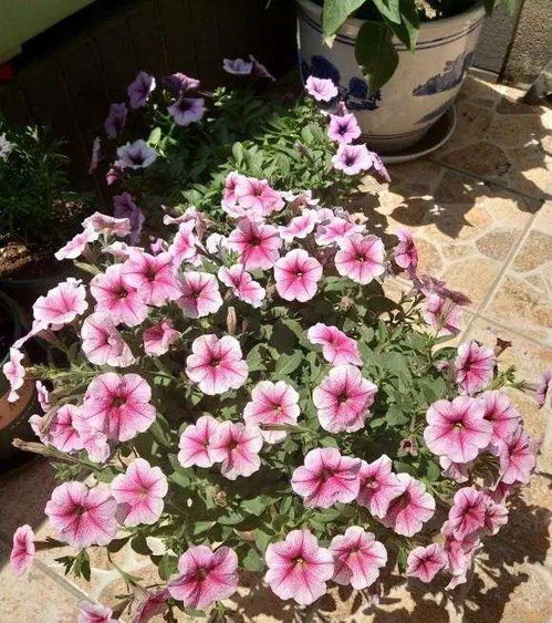 市场购买， 选择耐干旱植物