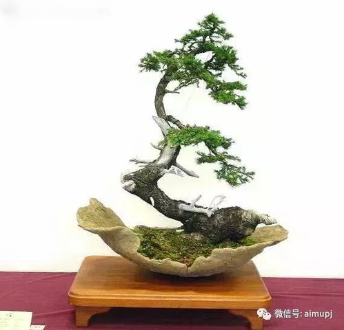 树桩去皮拆分，前半嵌入“盆景艺术”