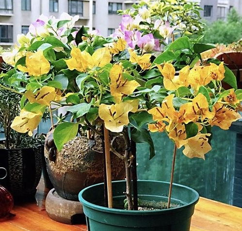 “雀梅养护攻略：家庭种植爆款花卉秘诀”