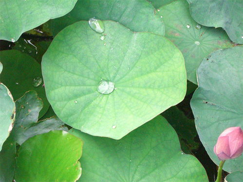 竹芋叶子上的水珠，是清晨的露珠吗