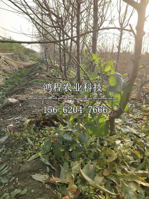 差价背后的秘密