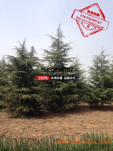 雪松的价格影响因素