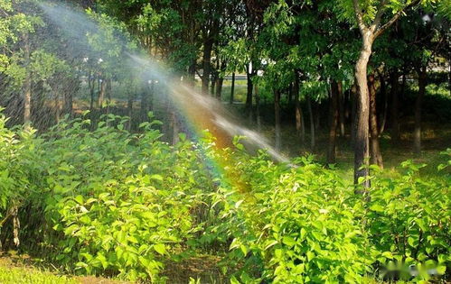 草坪病虫害防治的重要性