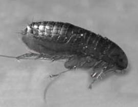 跳蚤杀不死？试试这些土办法！