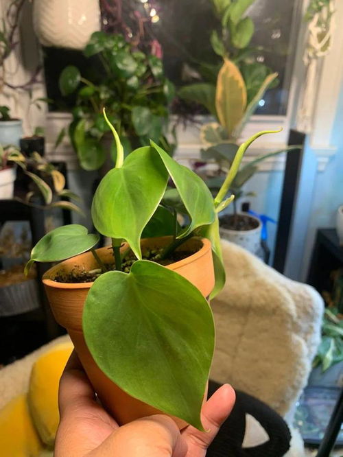 散尾葵养护秘籍：揭秘植物养殖的黄金法则