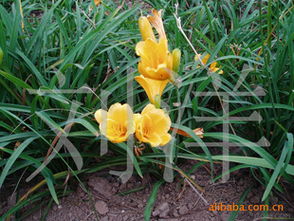 萱草苗价格差异大，到底哪个便宜呢？