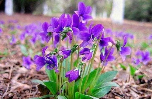 紫花地丁：农村常见的“土黄金”