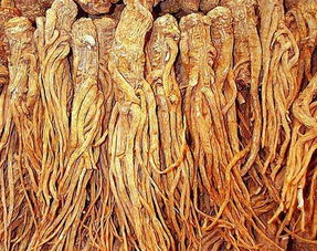 当归种子的秘密