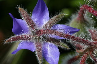 蛞蝓蓝色的是什么花？这花有何特别之处
