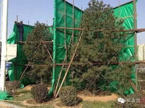 园林苗圃规划设计的四大原则揭秘