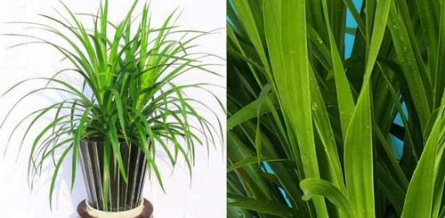 成功改过方案：案例分析