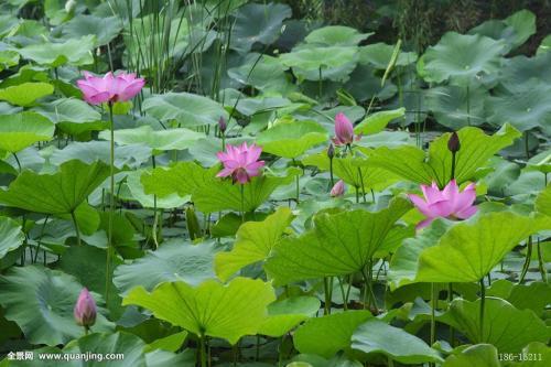 荷花冬季池塘怎么过冬？池塘里的荷花会消失吗